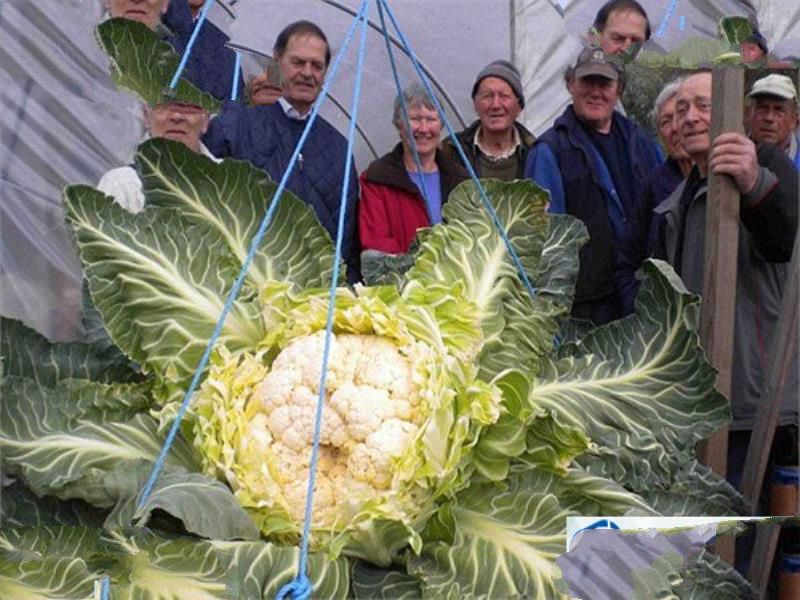 世界上最大的菜花 重量超过27公斤
