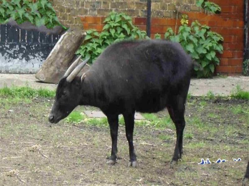世界上最小的牛：体长仅有84厘米，已加入吉尼斯世界纪录
