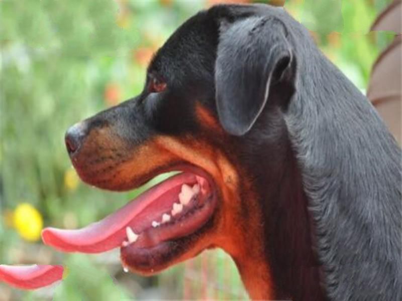 世界十大最凶悍猛犬 西藏獒犬上榜，比特犬异常凶猛