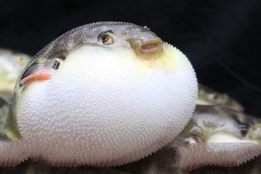 海洋十大毒物排行榜,这些深海最毒生物你都见过吗？