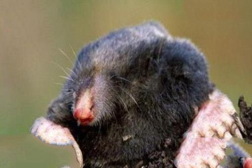 欧鼹鼠(EuropeanMole)