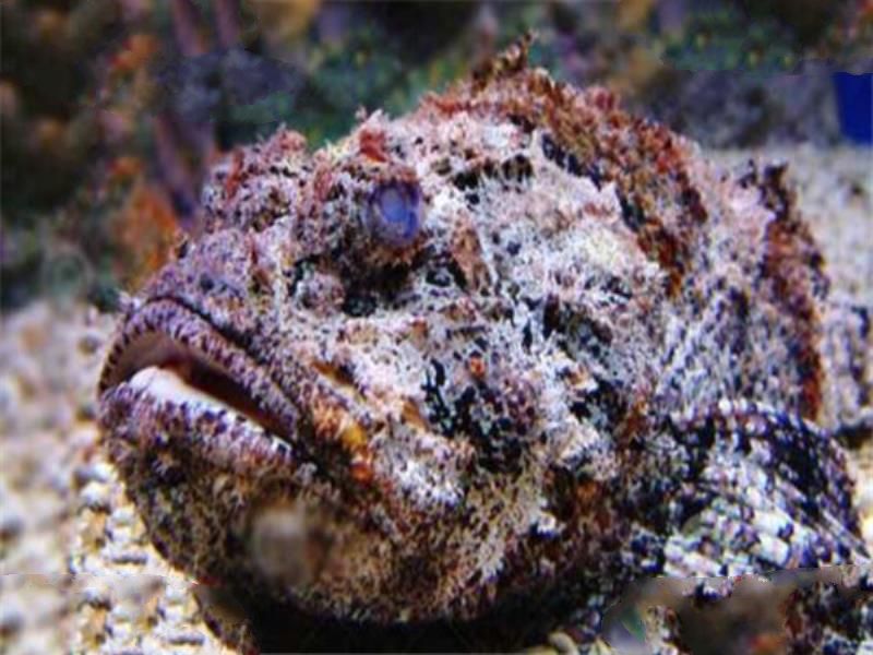世界最毒十大生物 大理石芋螺上榜，石头鱼很善于隐藏