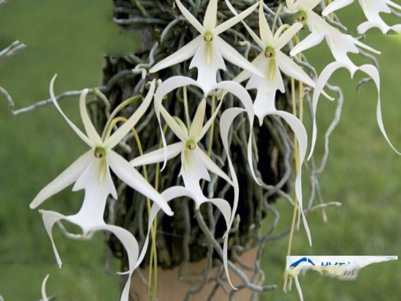 世界上最贵的兰花品种：鬼兰花（与鳄鱼为伴）