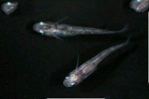小型冷水观赏鱼排行榜，最好养的小型冷水鱼在这