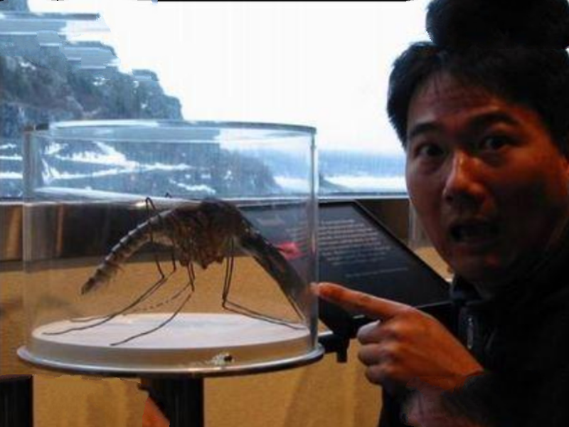 世界最大的蚊子吃人:这种蚊子咬死40几人,小孩都没放过