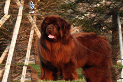 世界十大猛犬，藏獒仅第六，第一不知疼痛！