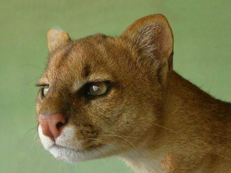 猫科动物速度排名