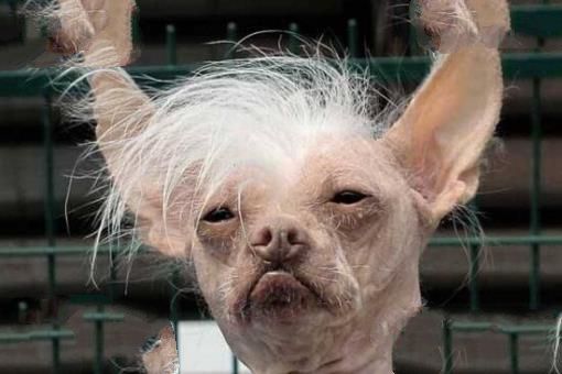 世界上最丑的狗品种：中国冠毛犬，常年包揽世界最丑犬冠军