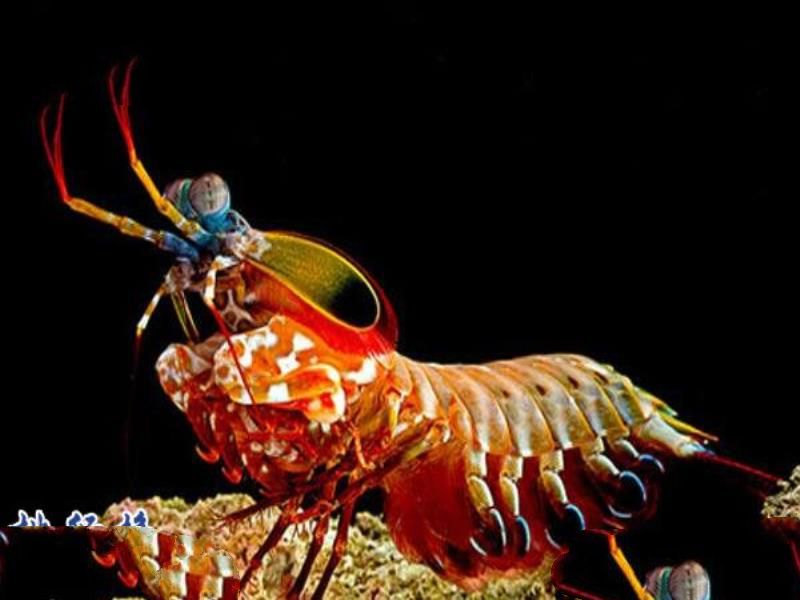 世界上最凶猛的虾:雀尾螳螂虾,可击穿防弹玻璃(视频)