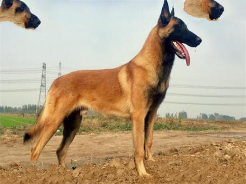 世界十大护卫犬 加纳利犬比藏獒还猛，第一养起来很贵