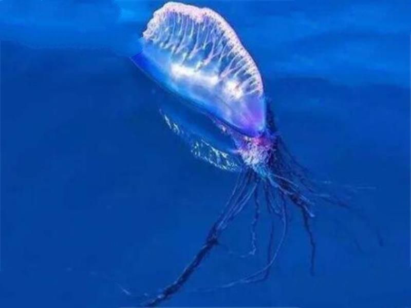 世界十大剧毒水母 澳洲方水母无疑上榜，你认识哪几个