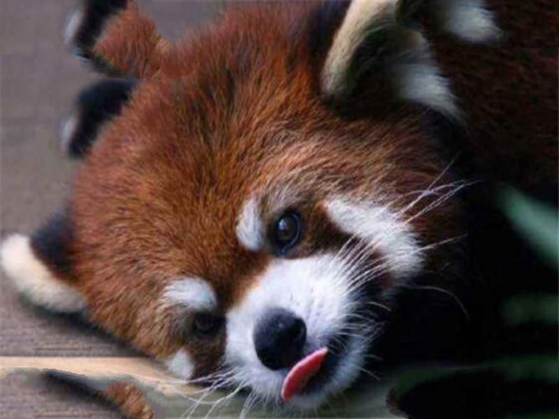 世界十大可爱生物 小熊猫上榜，海獭眼睛小到像没睡醒