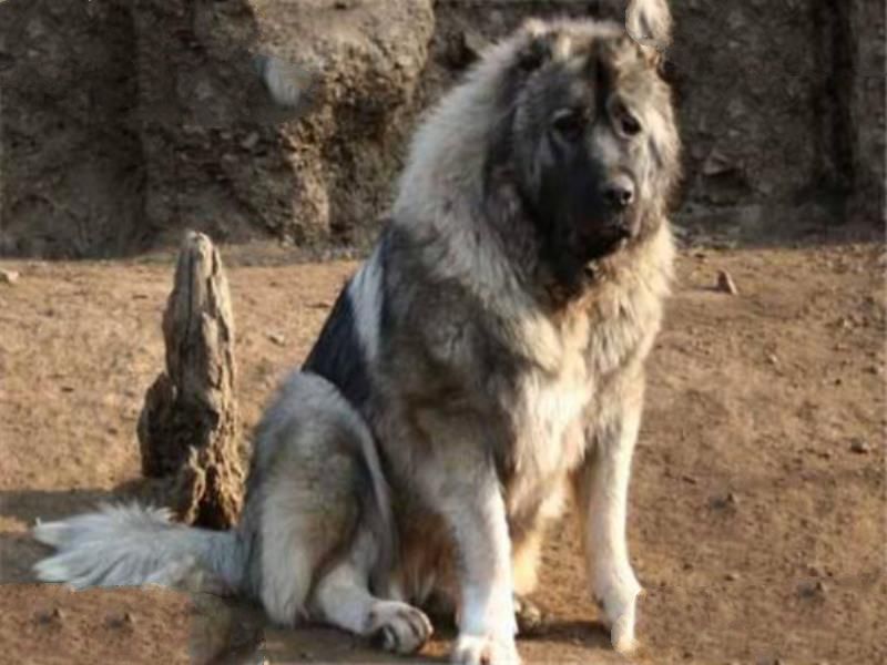 世界十大猛犬排名 杜高犬打得过野猪，你认识哪几种