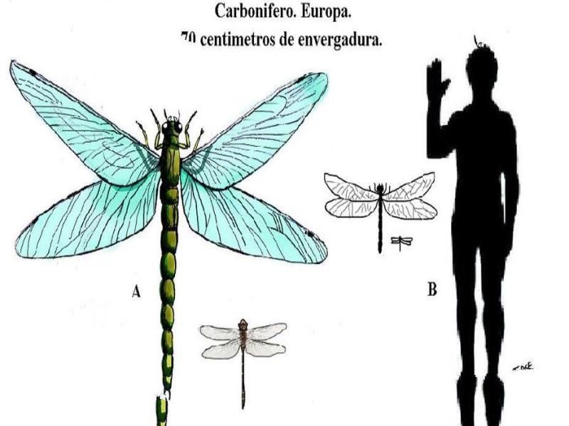 石炭纪十大恐怖生物 揭晓石炭纪生物大灭绝真相