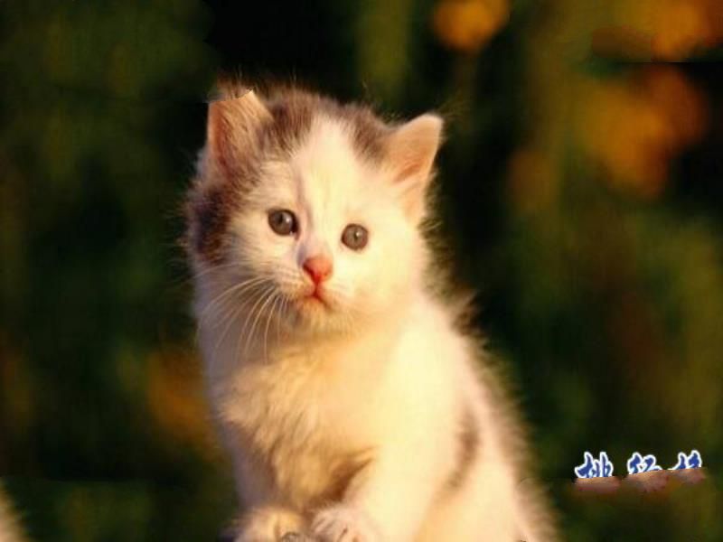 世界上最小的猫：新加坡猫，体重不超过2公斤