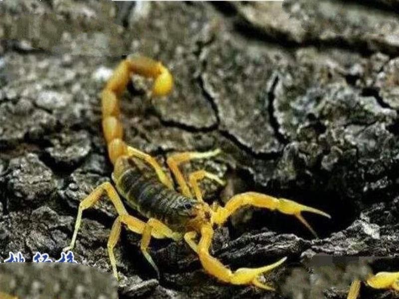 世界上最毒的蝎子:巴勒斯坦毒蝎,中东杀人狂魔(蛰一下致命)
