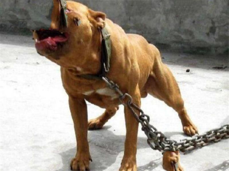 世界十大凶悍猛犬 高加索犬生存能力强，土佐斗犬被多国禁养
