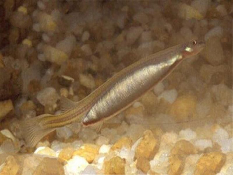 世界十大吸血鬼生物 壶夜蛾会反复叮咬，水蛭在乡村很常见