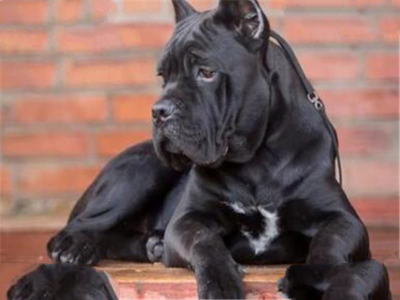 世界最凶的狗十大排行榜 加纳利犬每年致死率全球居前列
