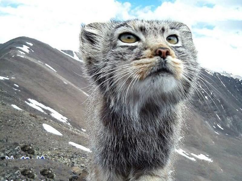 世界上最凶猛的猫科动物，兔狲凶残到什么程度？