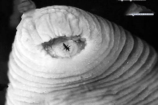 世界上最恐怖的吸血生物：暴君水蛭，丛林恐怖杀手(人类多次中招)