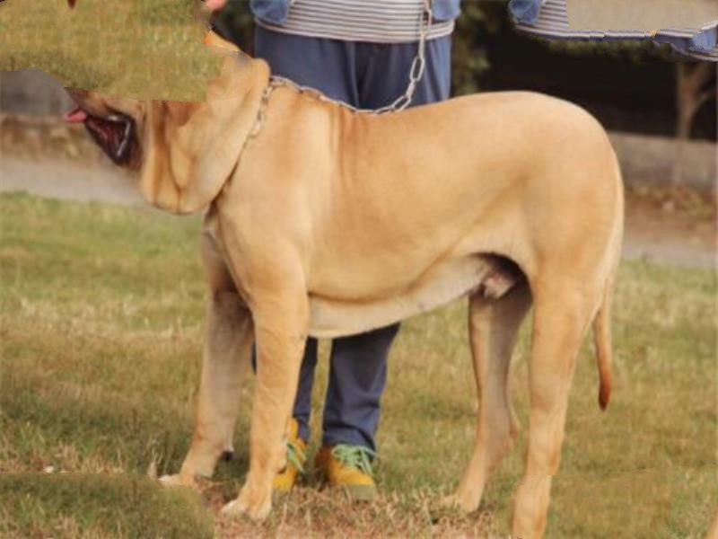 世界十大凶犬最新排名 第七被称为杀人犬，建议最好别养