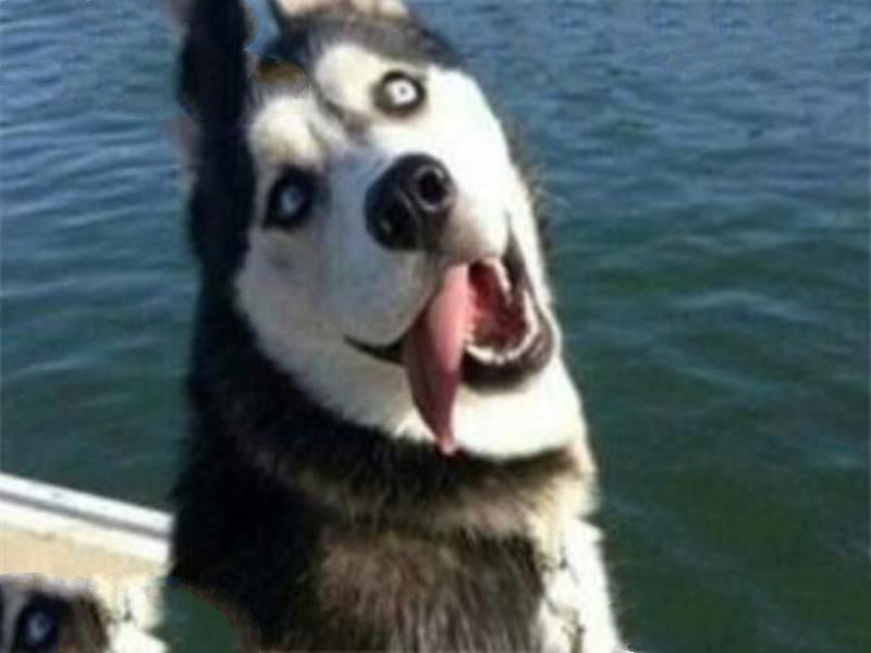世界十大名犬 秋田犬感动了全世界，贵宾犬气质很高贵