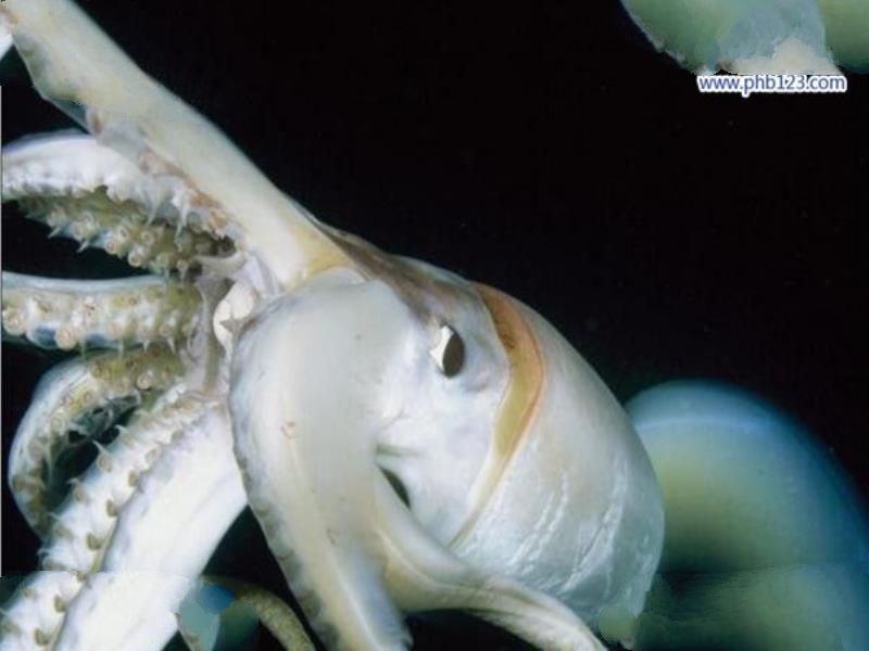 大王酸浆鱿是什么生物?世界上最大的乌贼(体重可达300公斤)