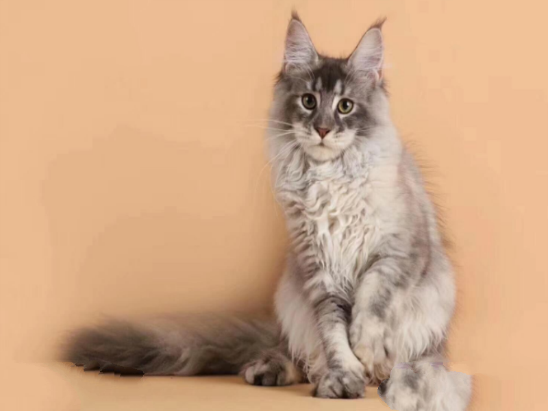 世界十大最漂亮的猫 优雅还是可爱，你喜欢哪种