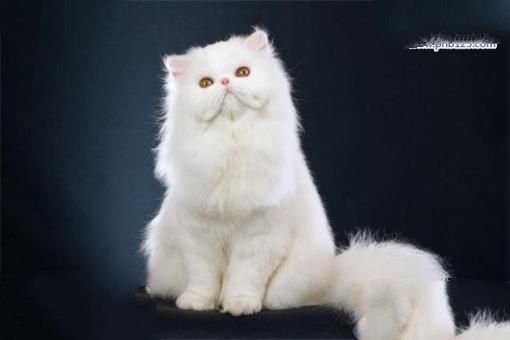 世界上最聪明的猫排行，高智商又粘人的猫主子们