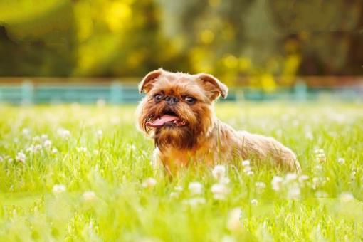 世界上最小的十大狗品种:约克犬可放口袋 吉娃娃最小