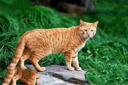 中国土猫有哪些品种？中国土猫品种排行榜