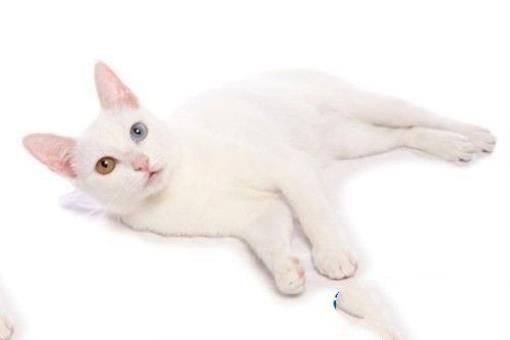 世界十大最名贵猫排行榜 最名贵猫介绍