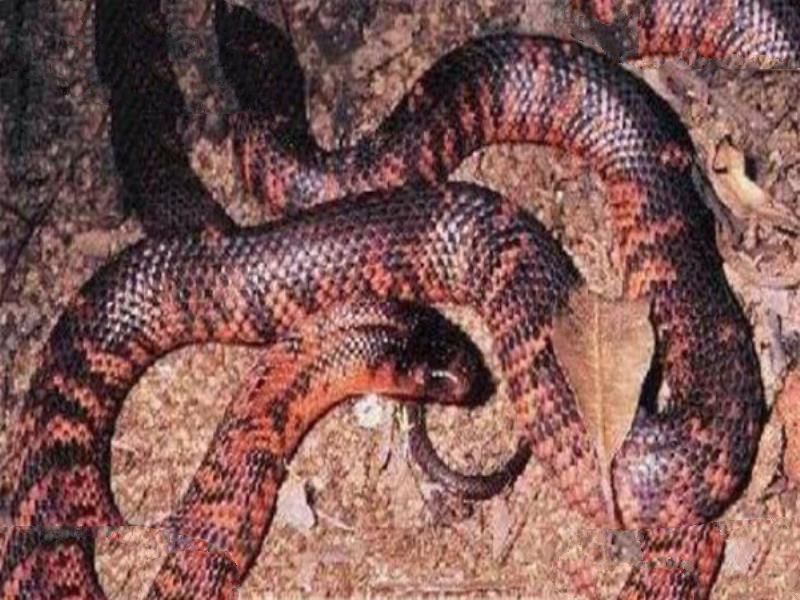 世界十大有毒生物 遇箱形水母必躲，黑曼巴蛇致死率100%