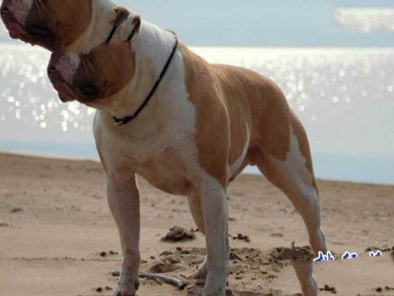 世界上最凶猛的狗排名,比特犬吊打藏獒称霸