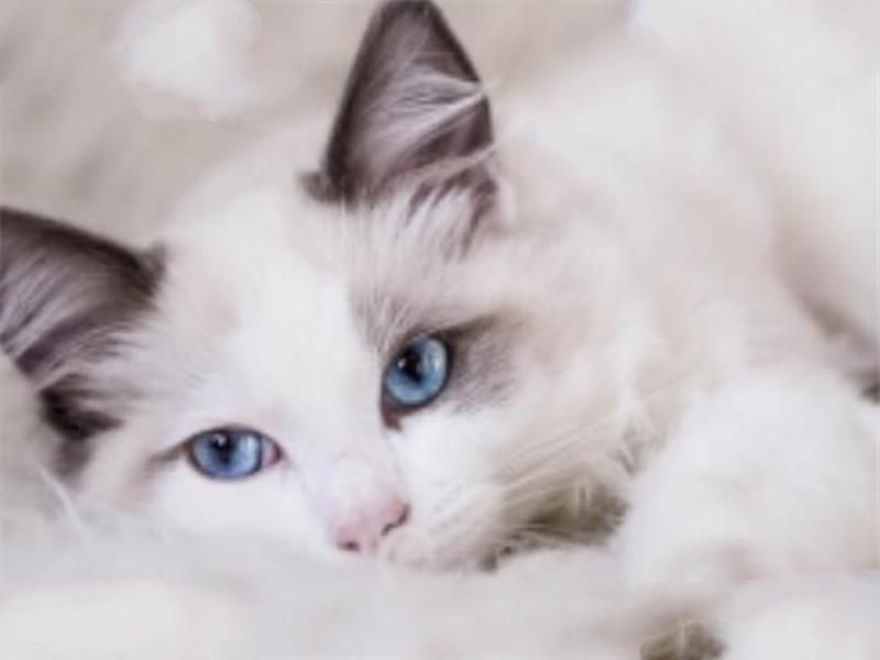 世界十大名猫排行榜 精灵猫全身无毛，第三眼神看着超无辜