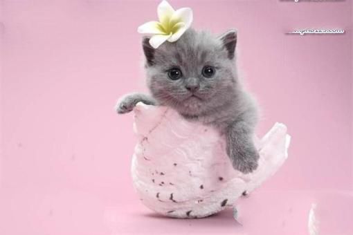 世界上最聪明的猫排行，高智商又粘人的猫主子们