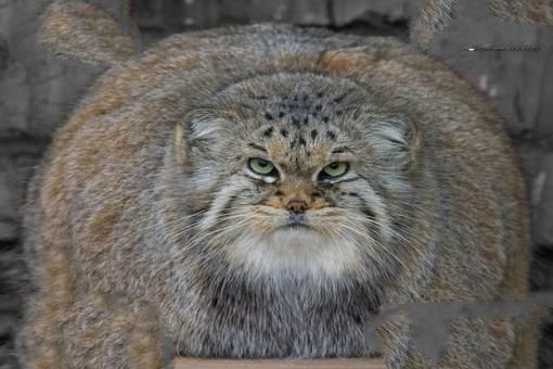 世界上最凶猛的猫科动物，兔狲凶残到什么程度？