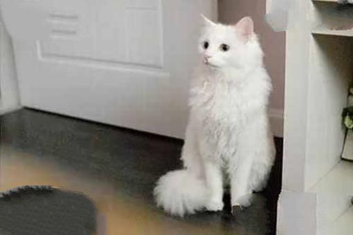 中国土猫有哪些品种？中国土猫品种排行榜