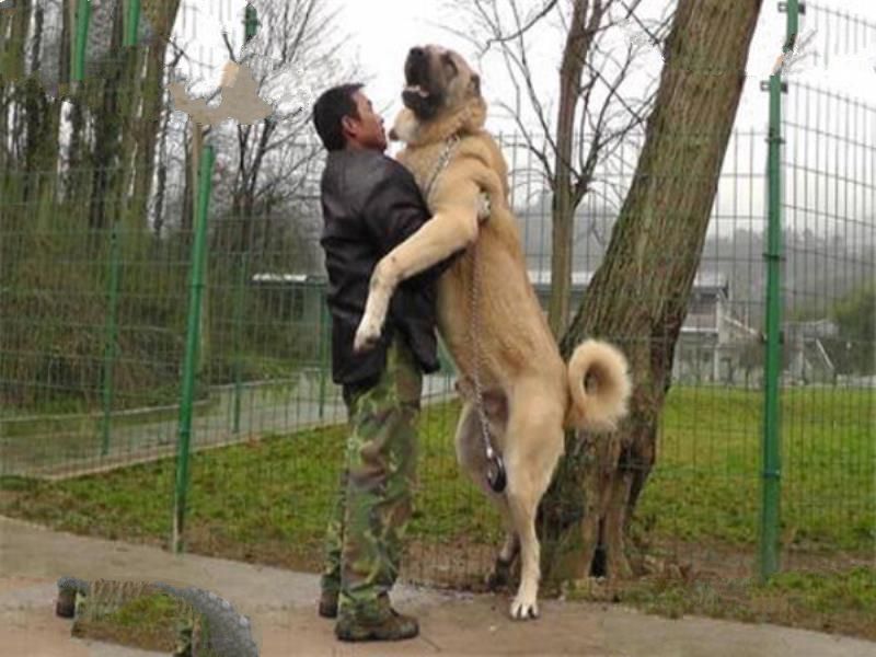 世界十大恶犬 加纳利犬致人死亡次数最多，第三竟然是国宝