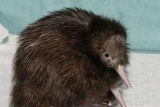 奇异鸟(kiwi)