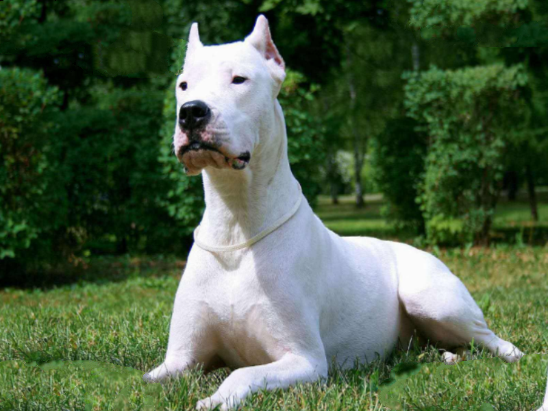 世界十大最凶猛狗 比特犬最凶猛，藏獒仅列第五