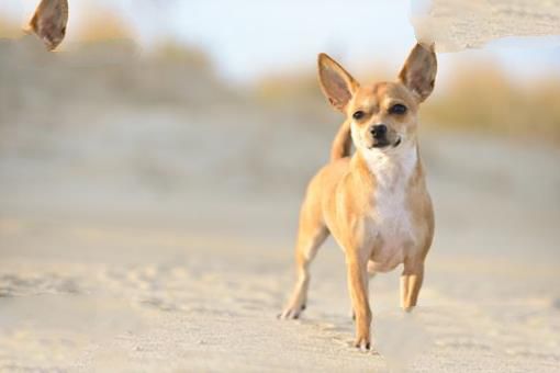 世界上最小的十大狗品种:约克犬可放口袋 吉娃娃最小