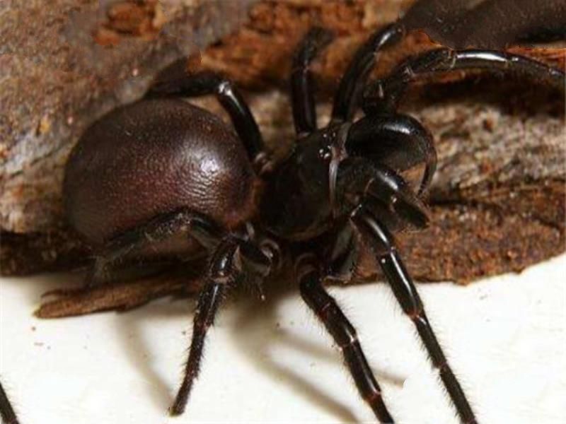 世界十大有毒生物 遇箱形水母必躲，黑曼巴蛇致死率100%