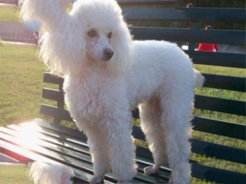 世界十大名犬 秋田犬感动了全世界，贵宾犬气质很高贵