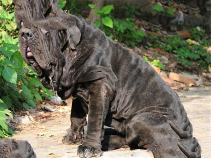 世界十大凶犬最新排名 第七被称为杀人犬，建议最好别养