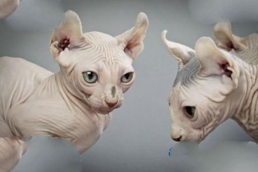 世界十大最名贵猫排行榜 最名贵猫介绍