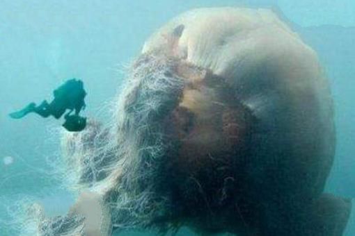 深海最恐怖的生物：冥河水母极像摄魂怪(体长可达11米)