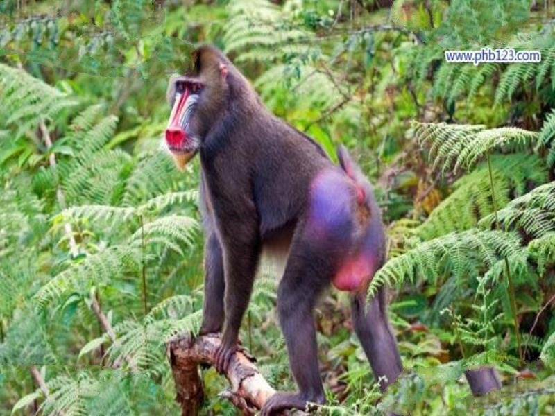 世界上最好看的猴子:山魈,面部色彩鲜艳图案似京剧脸谱