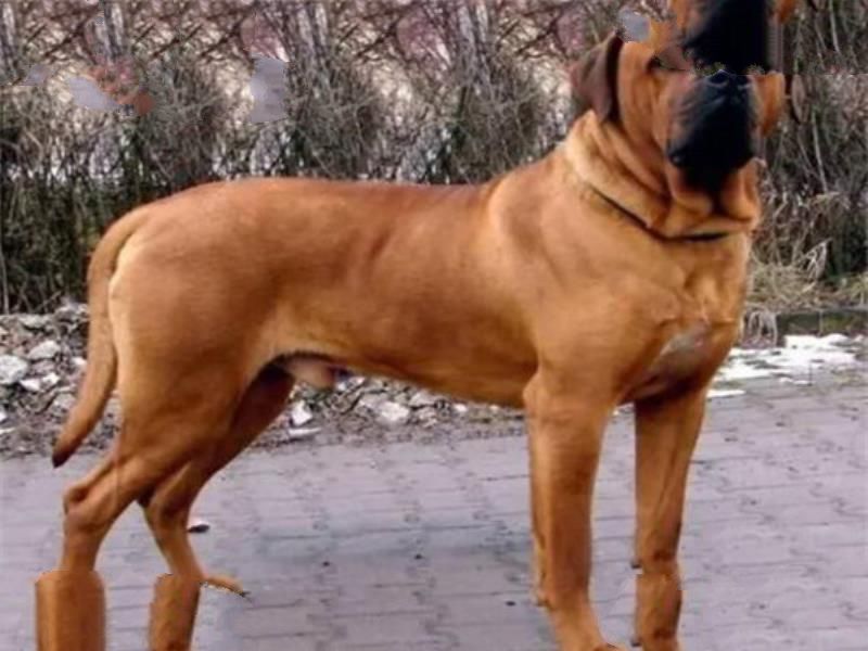 世界十大最凶猛的军犬 中国昆明犬上榜，个个凶猛无比